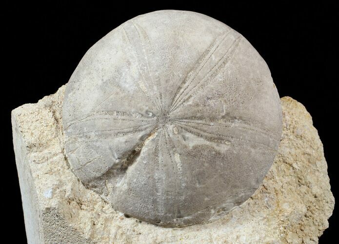 Jurassic Sea Urchin (Clypeus plotti) - England #62705
